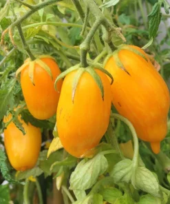 Banana Legs Tomato Seeds - Yellow Heirloom Determinate Variety, 40 Seeds - Image 1