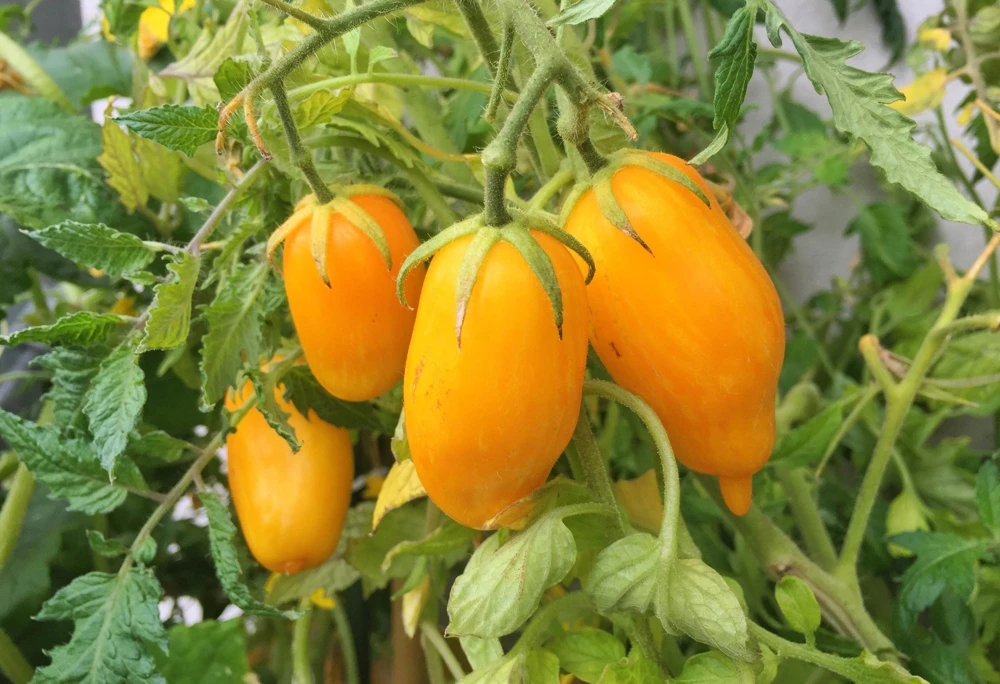 Banana Legs Tomato Seeds - Yellow Heirloom Determinate Variety, 40 Seeds - Image 1