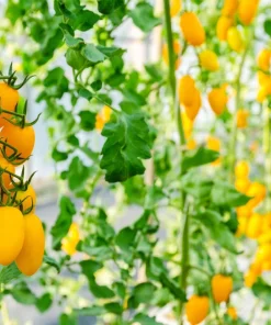 Banana Legs Tomato Seeds - Yellow Heirloom Determinate Variety, 40 Seeds - Image 3