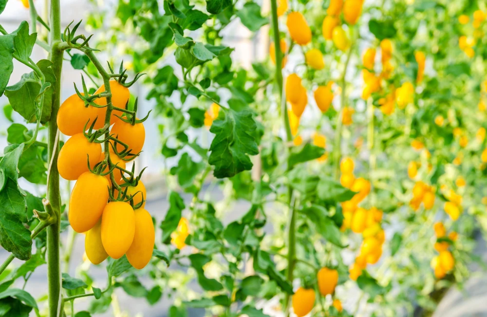 Banana Legs Tomato Seeds - Yellow Heirloom Determinate Variety, 40 Seeds - Image 3