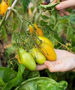Banana Legs Tomato Seeds - Yellow Heirloom Determinate Variety, 40 Seeds - Image 4