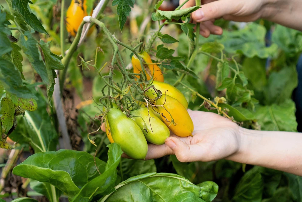Banana Legs Tomato Seeds - Yellow Heirloom Determinate Variety, 40 Seeds - Image 4