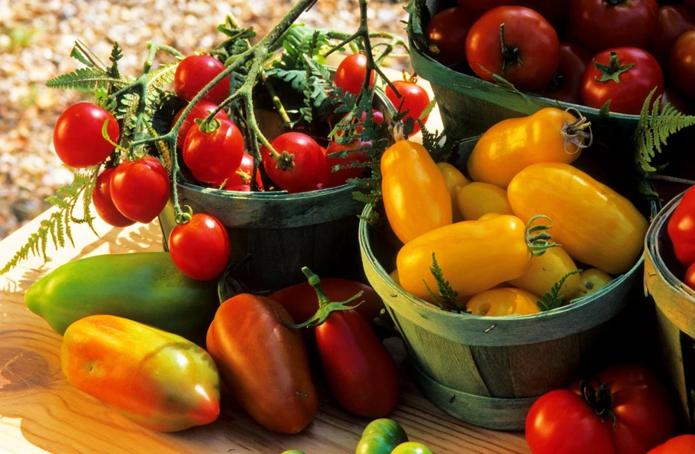 Banana Legs Tomato Seeds - Yellow Heirloom Determinate Variety, 40 Seeds - Image 6