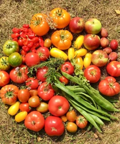 Banana Legs Tomato Seeds - Yellow Heirloom Determinate Variety, 40 Seeds - Image 8