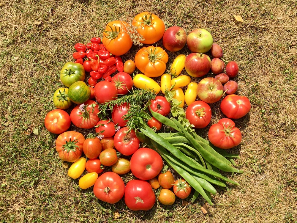 Banana Legs Tomato Seeds - Yellow Heirloom Determinate Variety, 40 Seeds - Image 8