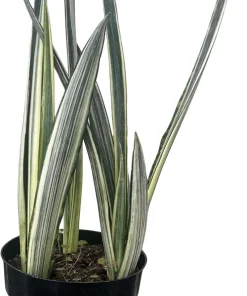 Bantel's Sensation Snake Plant - Live Sansevieria - 6 inch Pot - Indoor Houseplant - Image 2