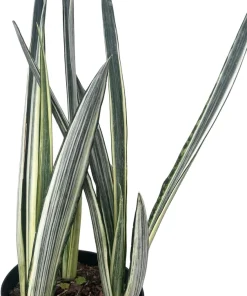 Bantel's Sensation Snake Plant - Live Sansevieria - 6 inch Pot - Indoor Houseplant - Image 3
