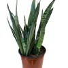 Bantel's Sensation Snake Plant - Live Sansevieria - 6 inch Pot - Indoor Houseplant - Image 1