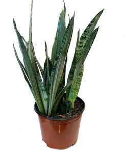 Bantel's Sensation Snake Plant - Live Sansevieria - 6 inch Pot - Indoor Houseplant - Image 1