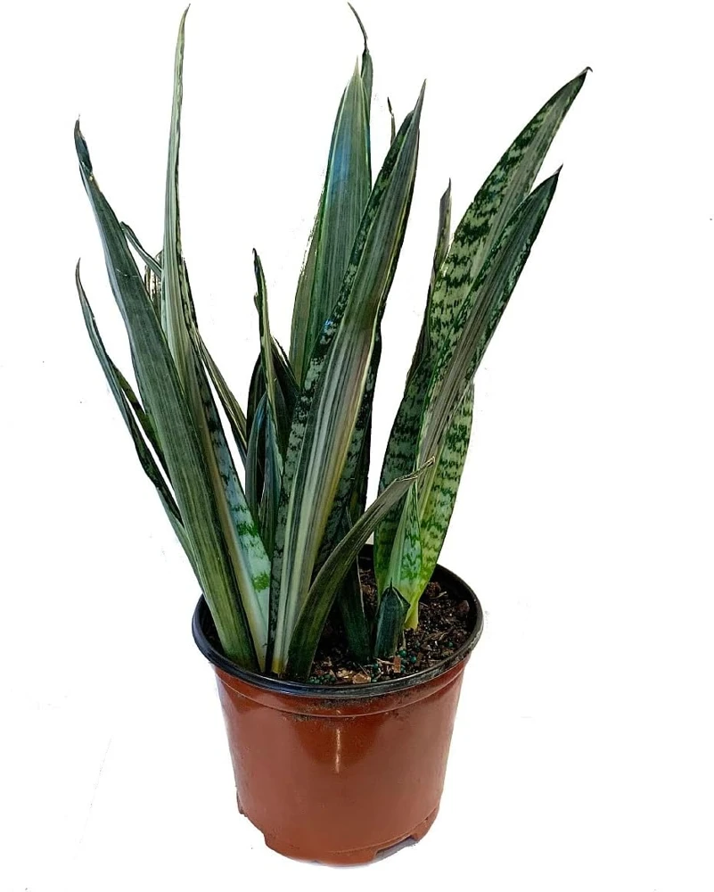 Bantel's Sensation Snake Plant - Live Sansevieria - 6 inch Pot - Indoor Houseplant - Image 1