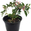 Barbados Cherry Live Plant – Malpighia emarginata – 4 Inch Pot – Indoors/Out - Image 1