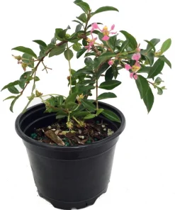 Barbados Cherry Live Plant – Malpighia emarginata – 4 Inch Pot – Indoors/Out - Image 1