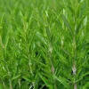 Barbecue Rosemary Live Plant – 3 inch Pot – Culinary Herb for Grilling & Gardening - Image 1