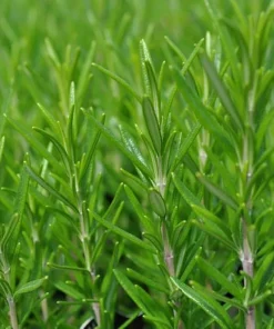 Barbecue Rosemary Live Plant – 3 inch Pot – Culinary Herb for Grilling & Gardening - Image 1