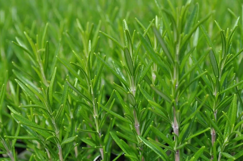 Barbecue Rosemary Live Plant – 3 inch Pot – Culinary Herb for Grilling & Gardening - Image 1
