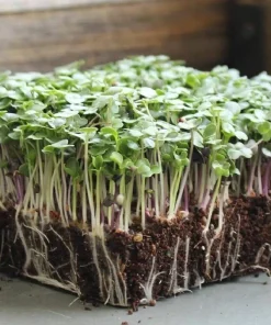 Basic Salad Mix Microgreen Seeds - Heirloom, Non-GMO for Sprouting - Image 1