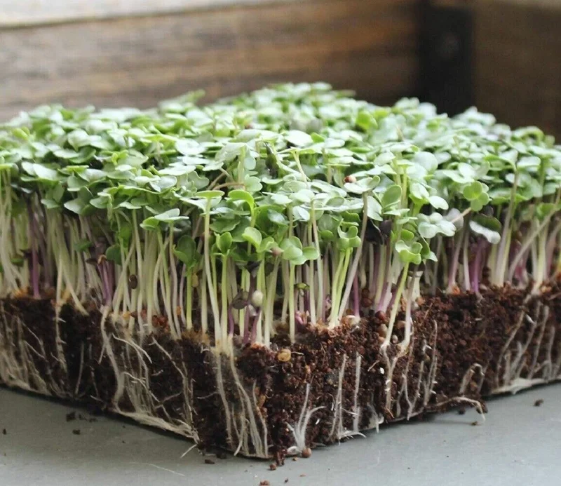 Basic Salad Mix Microgreen Seeds - Heirloom, Non-GMO for Sprouting - Image 1