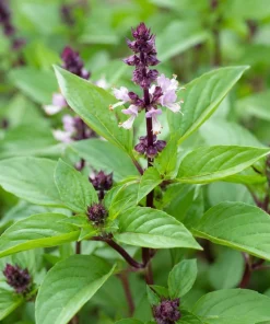 Basil Live Plant - 2 Fragrant Herb Plants in 4-inch Pot, 3-5 Inches Tall for Indoor/Outdoor - Image 2