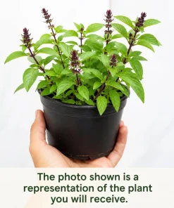 Basil Live Plant - 2 Fragrant Herb Plants in 4-inch Pot, 3-5 Inches Tall for Indoor/Outdoor - Image 4