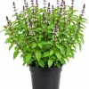 Basil Live Plant - 2 Fragrant Herb Plants in 4-inch Pot, 3-5 Inches Tall for Indoor/Outdoor - Image 1