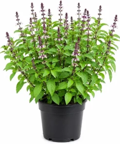 Basil Live Plant - 2 Fragrant Herb Plants in 4-inch Pot, 3-5 Inches Tall for Indoor/Outdoor - Image 1