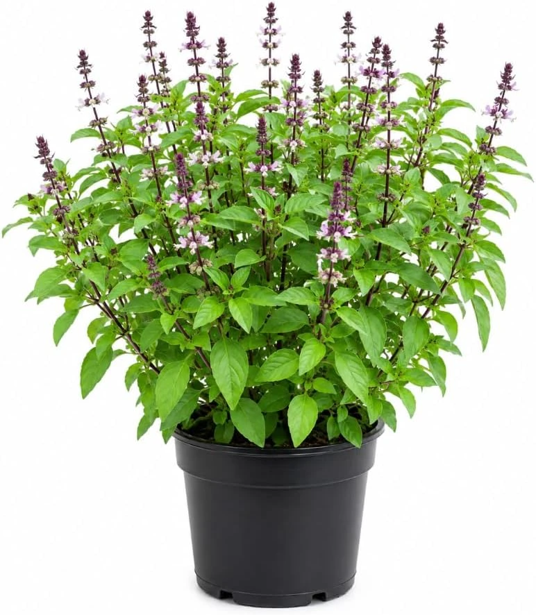 Basil Live Plant - 2 Fragrant Herb Plants in 4-inch Pot, 3-5 Inches Tall for Indoor/Outdoor - Image 1