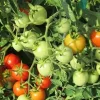Baxter Early Bush Cherry Tomato Seeds - 20 Count - Determinate, Crack-Resistant - Image 1