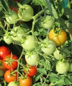 Baxter Early Bush Cherry Tomato Seeds - 20 Count - Determinate, Crack-Resistant - Image 1