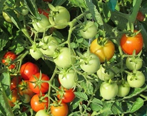 Baxter Early Bush Cherry Tomato Seeds - 20 Count - Determinate, Crack-Resistant - Image 1