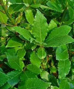 Bay Laurel Live Plant - Laurus Nobilis Culinary Herb (5-7 Inches) - Indoor/Outdoor - Image 2