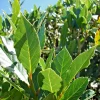 Bay Laurel Live Plant - Laurus Nobilis Culinary Herb (5-7 Inches) - Indoor/Outdoor - Image 1