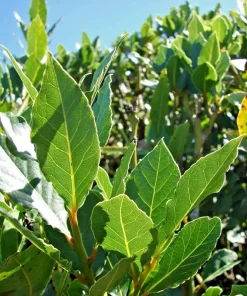 Bay Laurel Live Plant - Laurus Nobilis Culinary Herb (5-7 Inches) - Indoor/Outdoor - Image 1