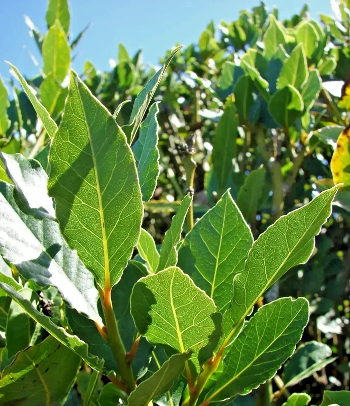 Bay Laurel Live Plant - Laurus Nobilis Culinary Herb (5-7 Inches) - Indoor/Outdoor - Image 1
