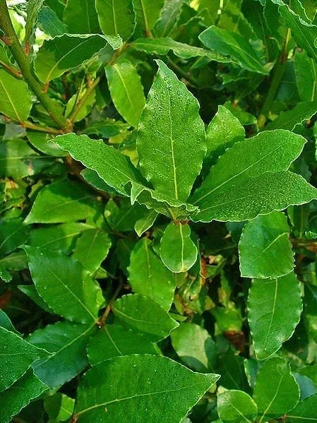 Bay Laurel Live Plant - Laurus Nobilis Sweet Bay Tree - 6 in Seedling - Image 2