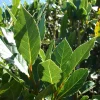 Bay Laurel Live Plant - Laurus Nobilis Sweet Bay Tree - 6 in Seedling - Image 1