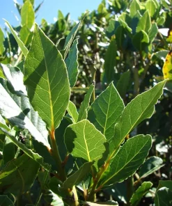 Bay Laurel Live Plant - Laurus Nobilis Sweet Bay Tree - 6 in Seedling - Image 1
