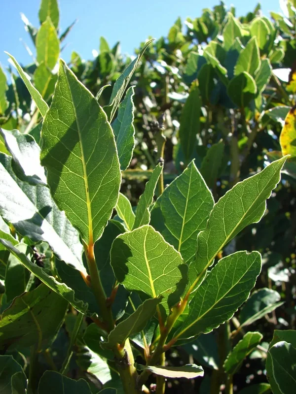 Bay Laurel Live Plant - Laurus Nobilis Sweet Bay Tree - 6 in Seedling - Image 1