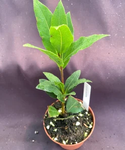Bay Laurel Live Plant - Sweet Bay Herb, Laurus Nobilis, 3 inch Pot - Image 2