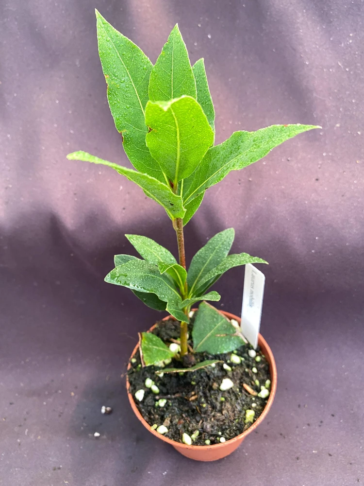Bay Laurel Live Plant - Sweet Bay Herb, Laurus Nobilis, 3 inch Pot - Image 2