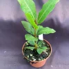 Bay Laurel Live Plant - Sweet Bay Herb, Laurus Nobilis, 3 inch Pot - Image 1