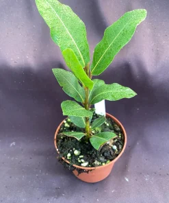 Bay Laurel Live Plant - Sweet Bay Herb, Laurus Nobilis, 3 inch Pot - Image 1