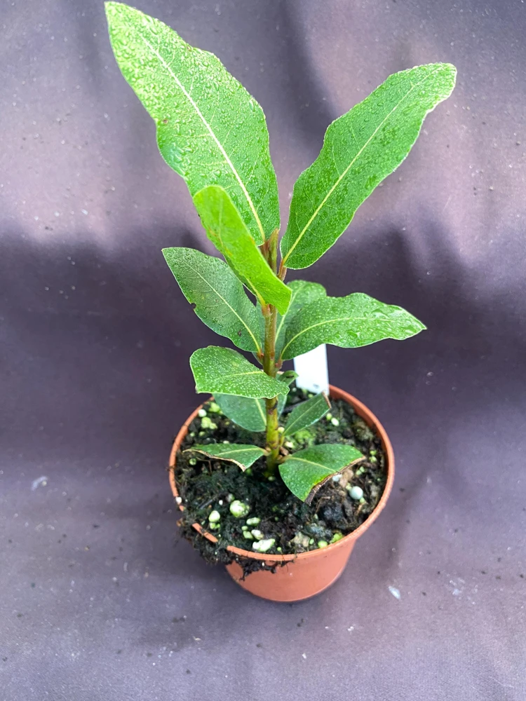 Bay Laurel Live Plant - Sweet Bay Herb, Laurus Nobilis, 3 inch Pot - Image 1