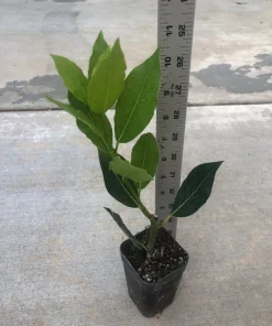 Bay Leaf Tree Live Plant - Laurus Nobilis Culinary Herb 3" Pot 8-10" Tall - Image 2