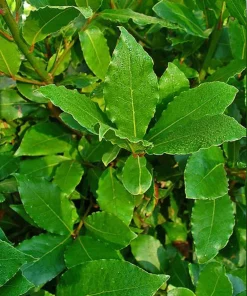 Bay Leaf Tree Live Plant - Laurus Nobilis Culinary Herb 3