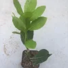Bay Leaf Tree Live Plant - Laurus Nobilis Culinary Herb 3" Pot 8-10" Tall - Image 1