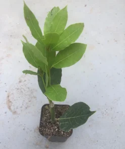 Bay Leaf Tree Live Plant - Laurus Nobilis Culinary Herb 3