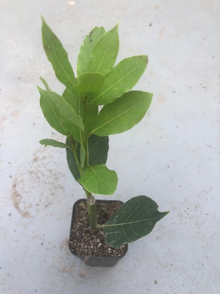 Bay Leaf Tree Live Plant - Laurus Nobilis Culinary Herb 3" Pot 8-10" Tall - Image 1