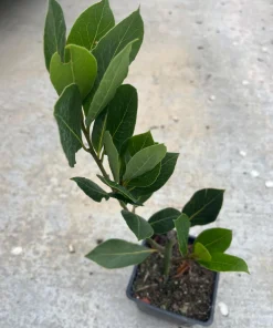 Bay Leaf Tree Live Plant - Laurus Nobilis - Edible Herb, 12-14 Inches Tall - Image 2