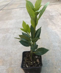 Bay Leaf Tree Live Plant - Laurus Nobilis - Edible Herb, 12-14 Inches Tall - Image 3