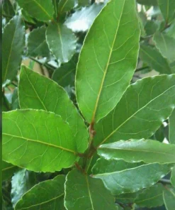 Bay Leaf Tree Live Plant - Laurus Nobilis - Edible Herb, 12-14 Inches Tall - Image 4